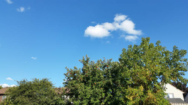 Trees and Sky