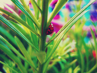 Ladybug 2