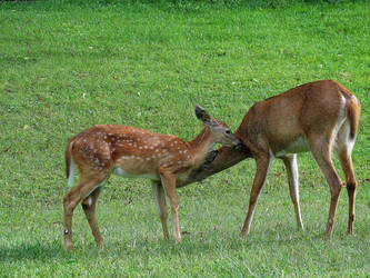 Mother and Fawn