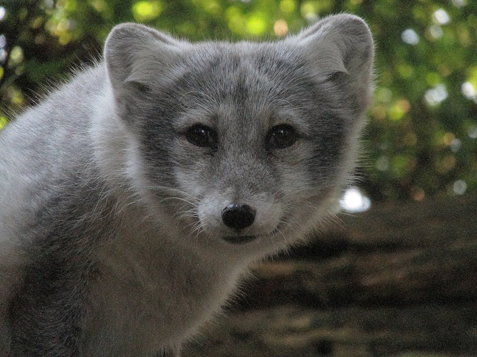 Arctic Fox