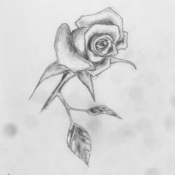 a rose