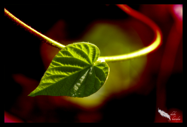 leaf on a vine