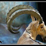 nubian ibex