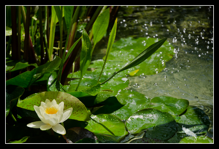 water lily