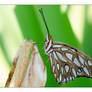 gulf fritillary butterfly