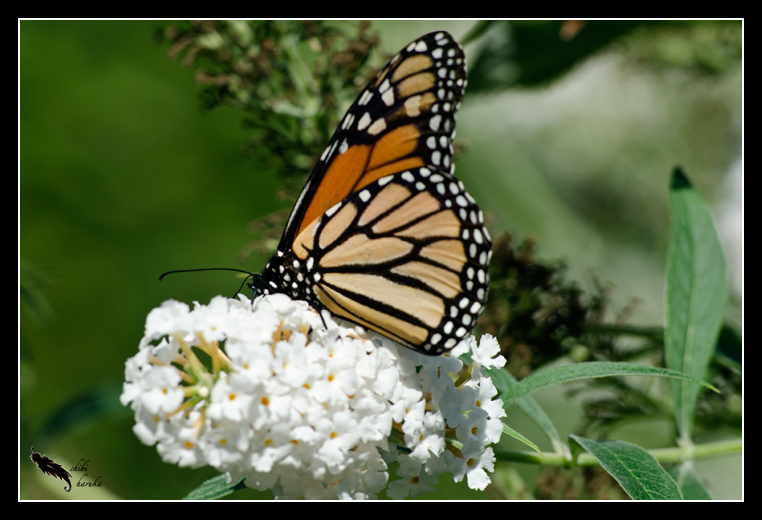 Migrating Monarch