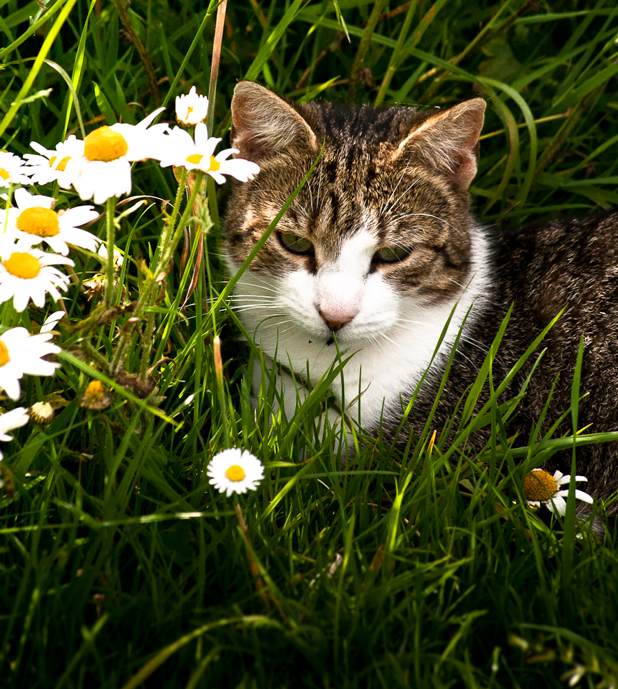 Twiggy in the Grass