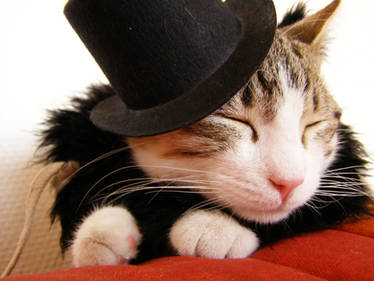 Drizzit - cat with hat