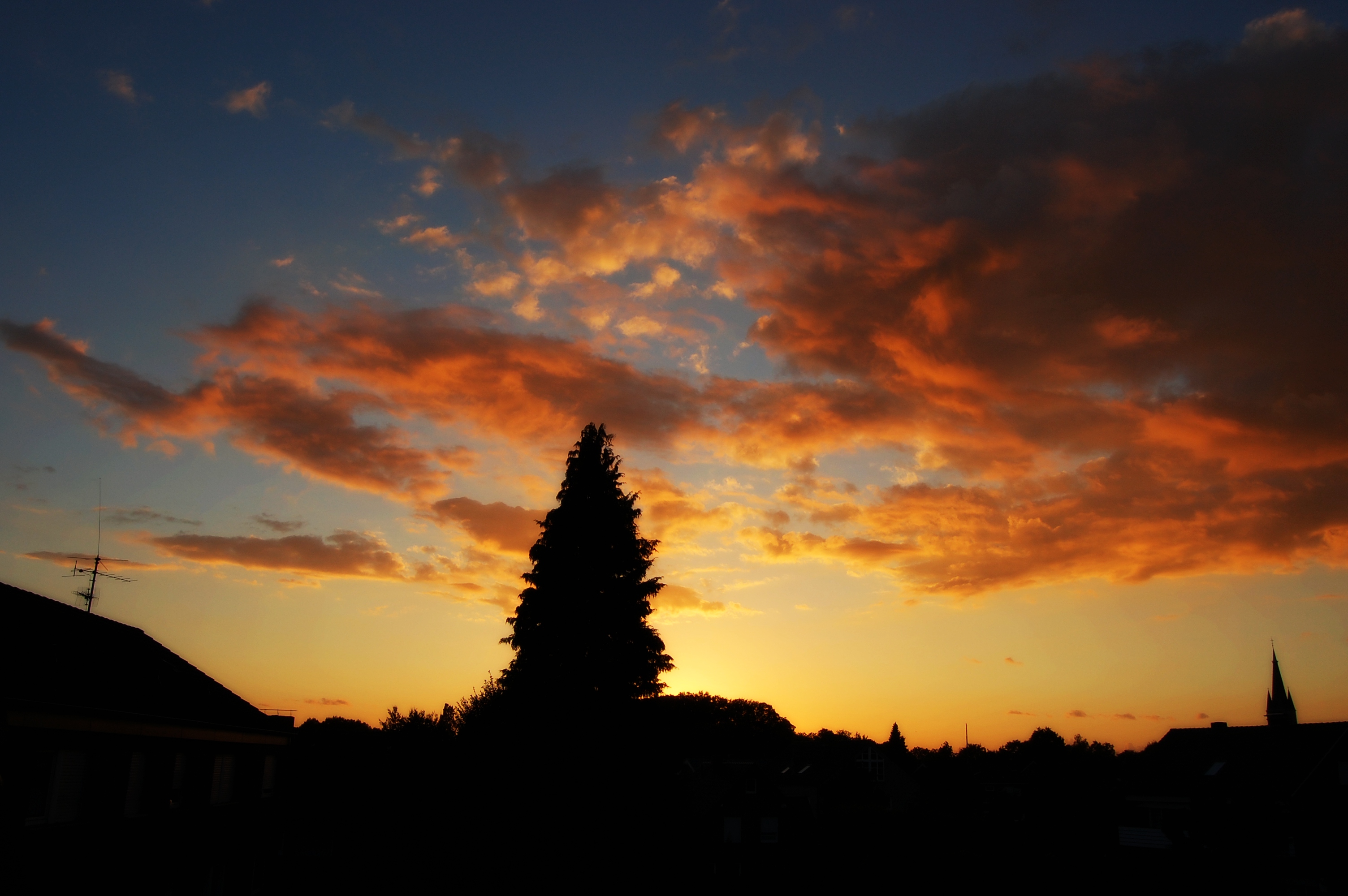 Silhouette of a tree