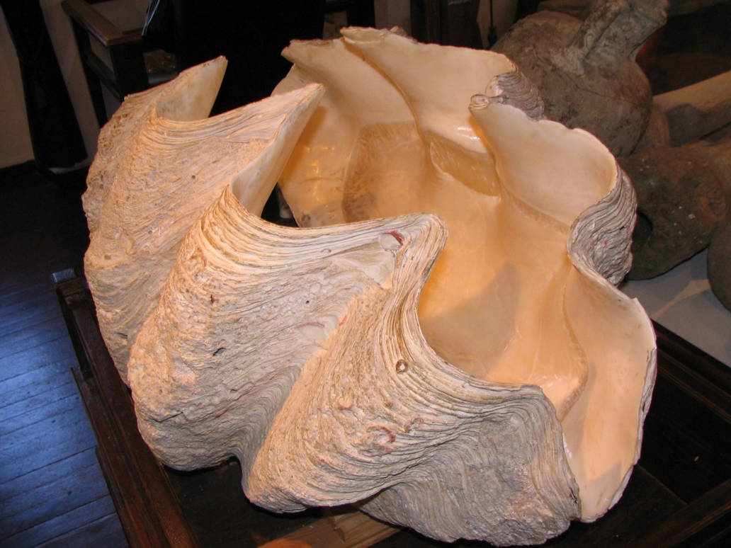 Giant Seashell by tpanayiotis on DeviantArt