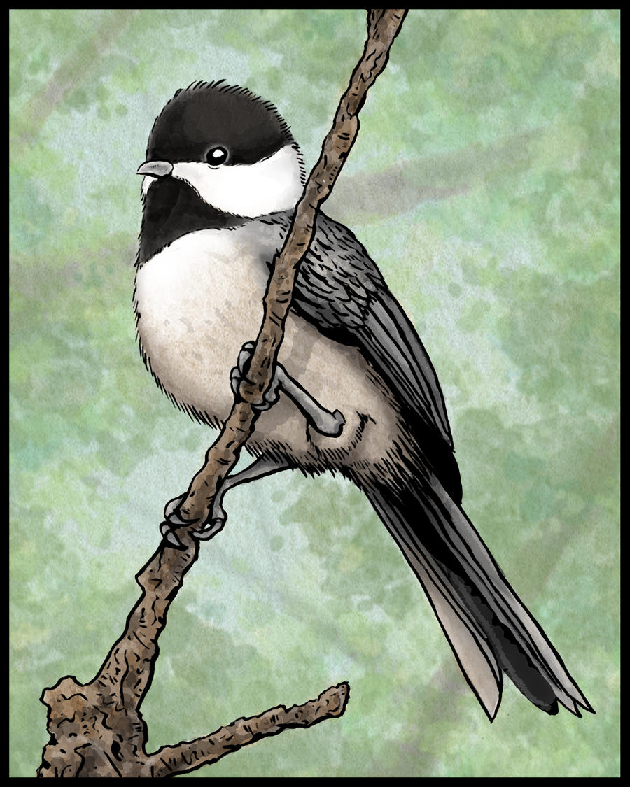 Chickadee