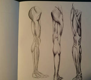 anatomy sketches