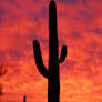 Saguaro Sunset