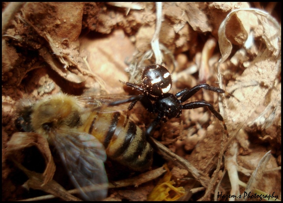 Spider Kills Bee