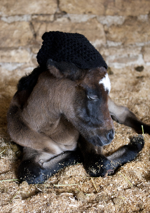 Lila with a beanie