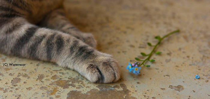 Paw/Flower