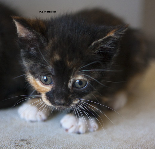 Torbie kitten