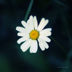 daisy