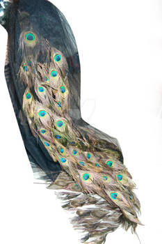 Peacock tail