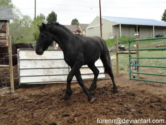 Friesian Stock8