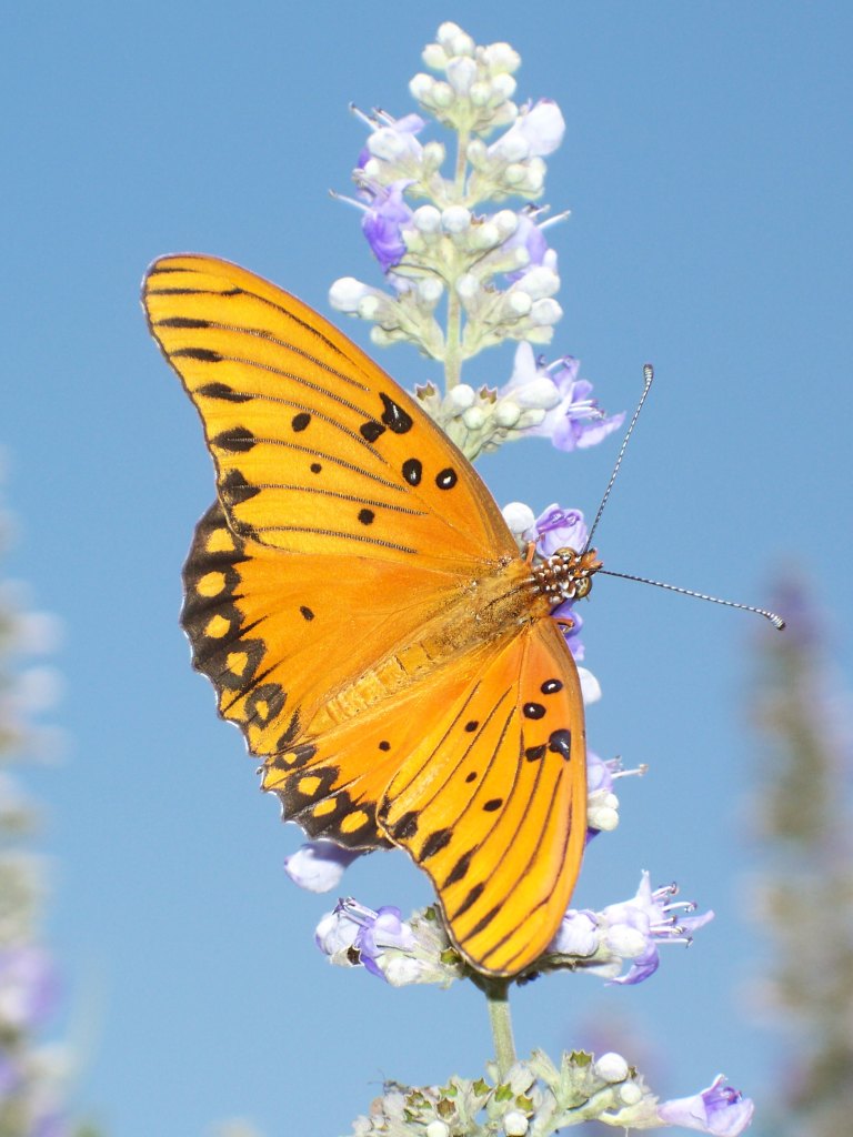 Gulf Fritillary - No.6