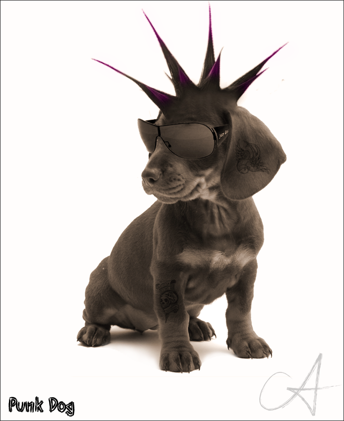 Punk Dog by Andre