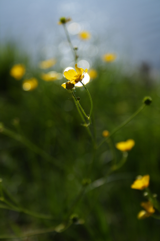 Yellow Blink