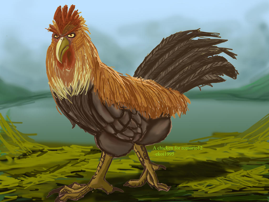 Male Chicken for Romario12