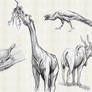 Zoo sketches