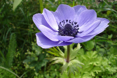 Anemone