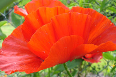 Poppy/Mohn