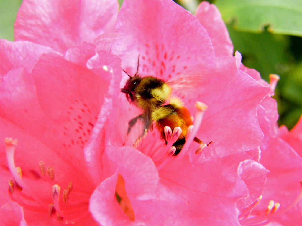 Pink Bee Insect The Pink Bee by Mechatron2300 on DeviantArt