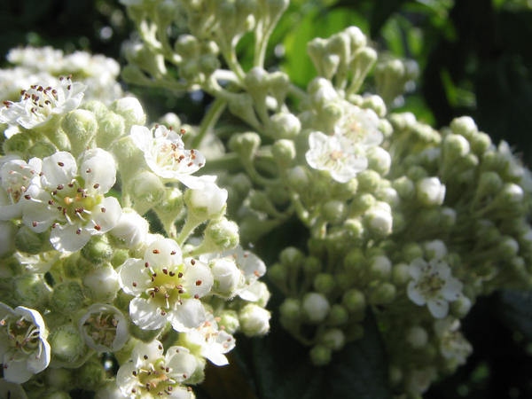 White flowers