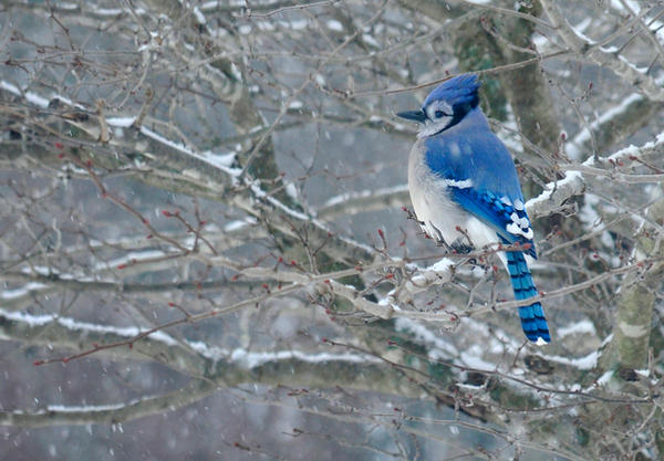 Blue Jay in Snow