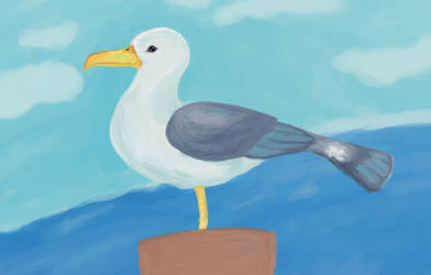 Seagull