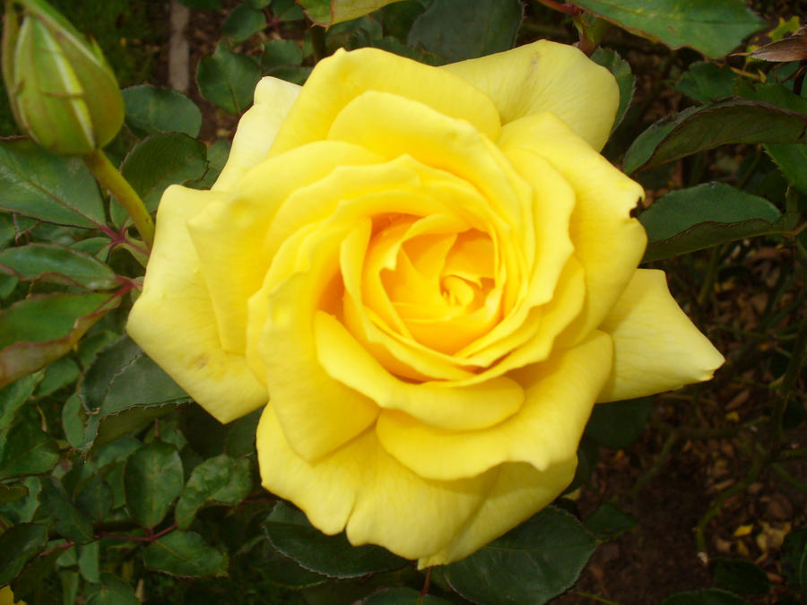 Yellow Rose