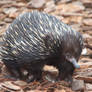 Australian Echidna