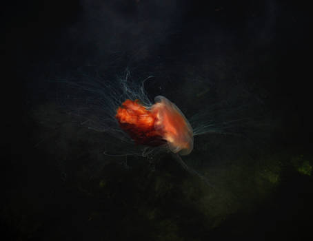 Lion's mane jellyfish