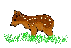 Pudu