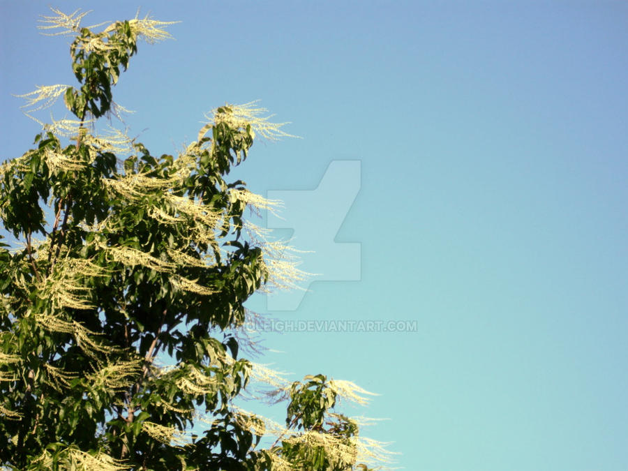 Finger-pointing tree by Atioleigh on DeviantArt