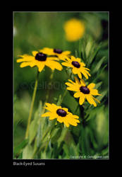 Black-Eyed Susans