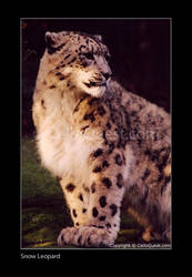 Snow Leopard