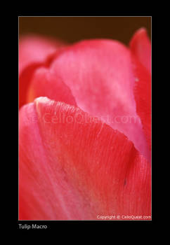 Tulip Macro