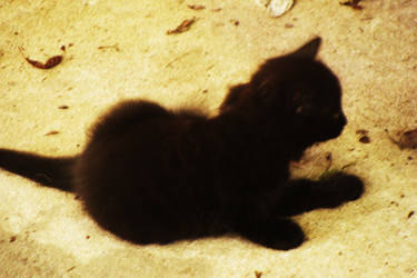 Black kitten