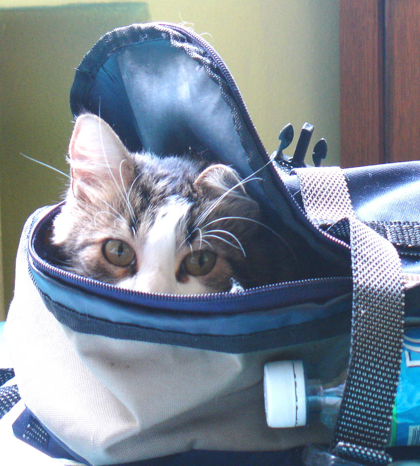 cat in bag