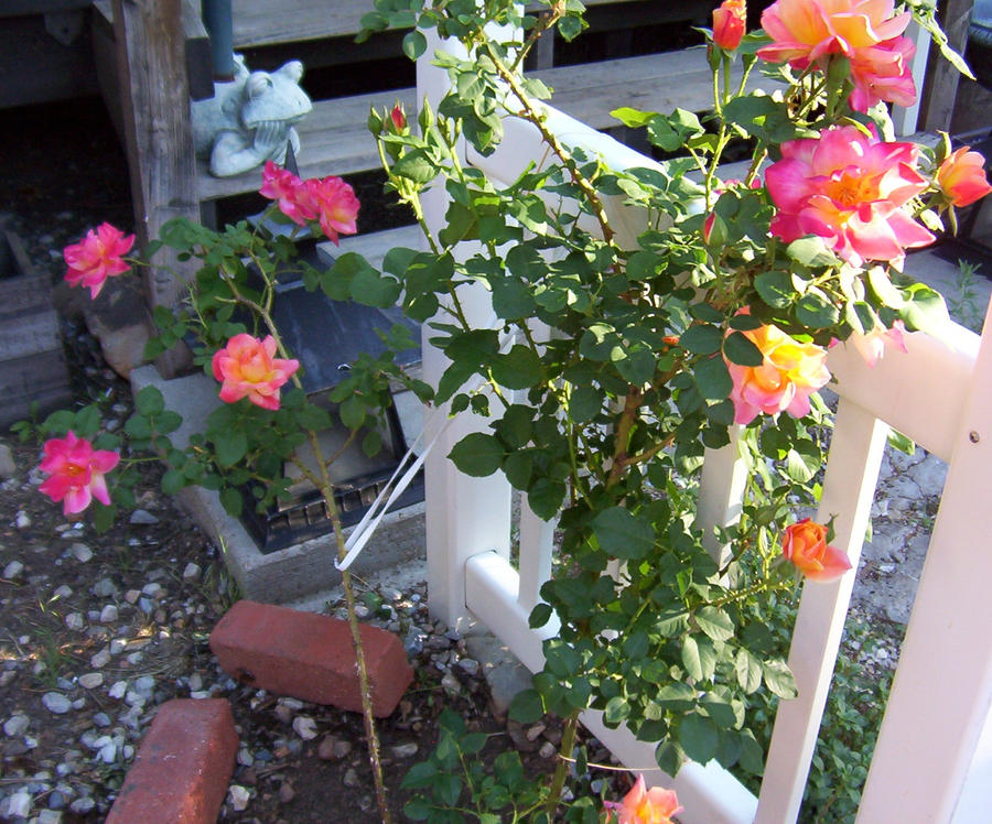 Larp Roses my favorite roses 2 by lullaby-gardens on DeviantArt