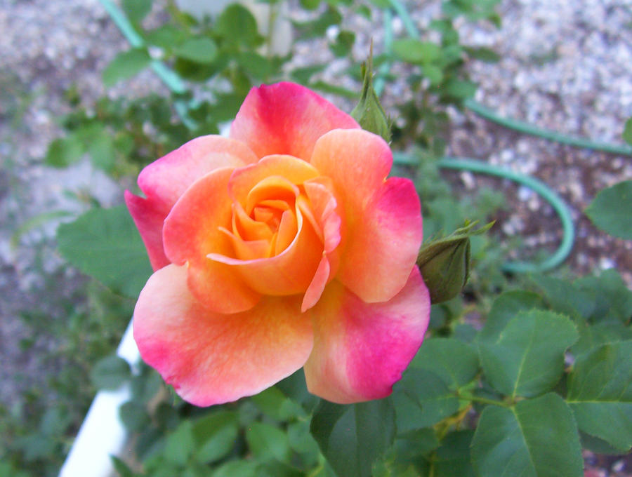 Coloth Roses Lookshap joesph's coat roses 5 by lullaby-gardens on DeviantArt