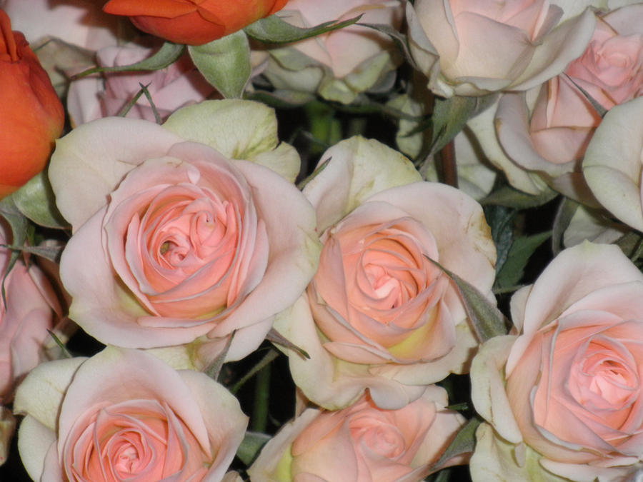 Pink Roses Bab Works pink roses 1 by lullaby-gardens on DeviantArt
