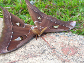 Hercules Moth