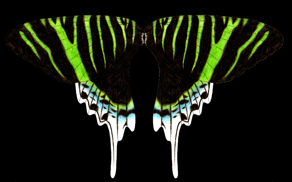 Urania Moth Wings